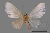 ǦW:Larentiinae sp.