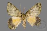 ǦW:Dindica polyphaenaris