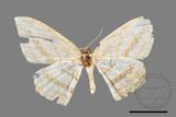 ǦW:Luxiaria obliquata