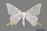 ǦW:Ourapteryx clara formosana