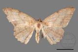 ǦW:Luxiaria mitorrhaphes