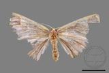 ǦW:Nothomiza flavicosta