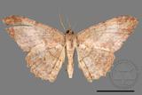 ǦW:Luxiaria mitorrhaphes