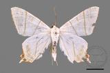 ǦW:Ourapteryx yerburii virescens