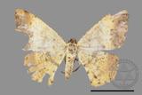 ǦW:Lophobates ochrolaria