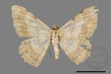 ǦW:Luxiaria costinota