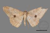 ǦW:Luxiaria mitorrhaphes