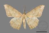 ǦW:Luxiaria mitorrhaphes