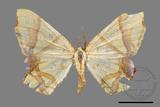 ǦW:Trotocraspeda divaricata