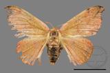 ǦW:Oreta brunnea