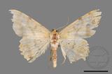 ǦW:Luxiaria costinota