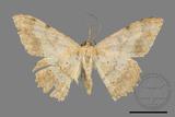 ǦW:Luxiaria costinota