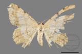 ǦW:Luxiaria costinota