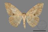 ǦW:Luxiaria mitorrhaphes