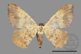 ǦW:Lophobates ochrolaria