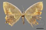 ǦW:Thinopteryx nebulosa