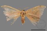 ǦW:Oreta brunnea