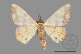 ǦW:Lophobates ochrolaria