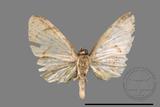 ǦW:Larentiinae sp.