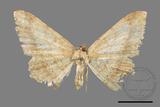 ǦW:Luxiaria mitorrhaphes