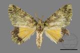 ǦW:Dindica polyphaenaris