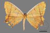 ǦW:Thinopteryx crocoptera assamensis