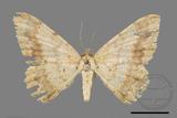 ǦW:Luxiaria costinota