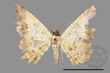 ǦW:Lophobates ochrolaria