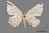 ǦW:Luxiaria obliquata