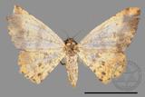 ǦW:Lophobates ochrolaria