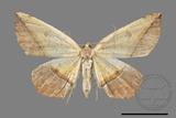 ǦW:Entomopteryx rubridisca