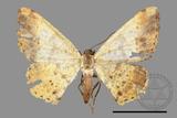 ǦW:Lophobates ochrolaria