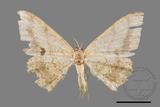 ǦW:Luxiaria mitorrhaphes