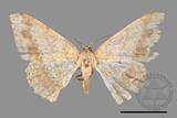 ǦW:Luxiaria mitorrhaphes