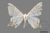 ǦW:Ourapteryx yerburii virescens