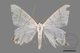 ǦW:Ourapteryx yerburii virescens