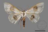 ǦW:Problepsis discophora