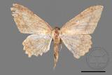 ǦW:Luxiaria mitorrhaphes