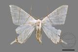 ǦW:Ourapteryx clara formosana