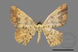 ǦW:Lophobates ochrolaria