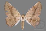 ǦW:Sarcinodes yayeyamanus