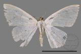 ǦW:Scopula sp.