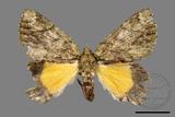 ǦW:Dindica polyphaenaris