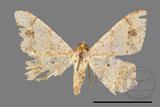 ǦW:Macaria abydata