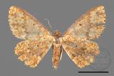 ǦW:Synegia eumeleata