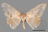 ǦW:Luxiaria mitorrhaphes