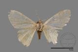 ǦW:Idaea sp.