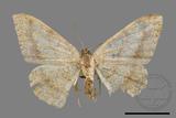 ǦW:Luxiaria mitorrhaphes