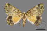 ǦW:Dindica polyphaenaris