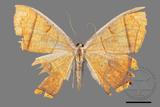 ǦW:Thinopteryx crocoptera assamensis